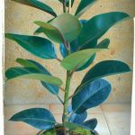 ficus elastica