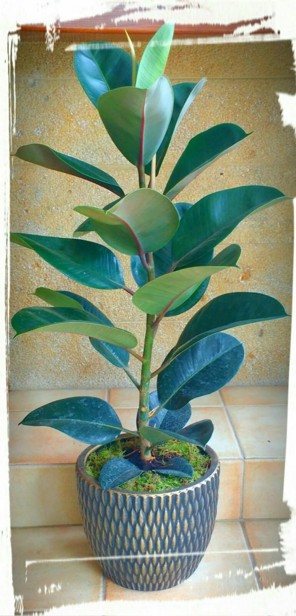 ficus elastica