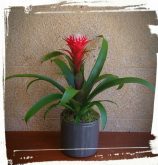 guzmania