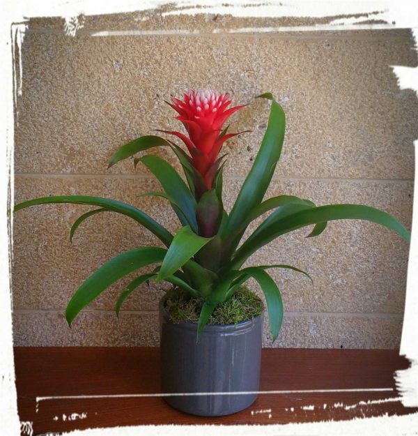 guzmania