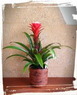 guzmania hope