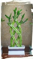lucky bamboo