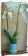 Home 3 212 orchidea