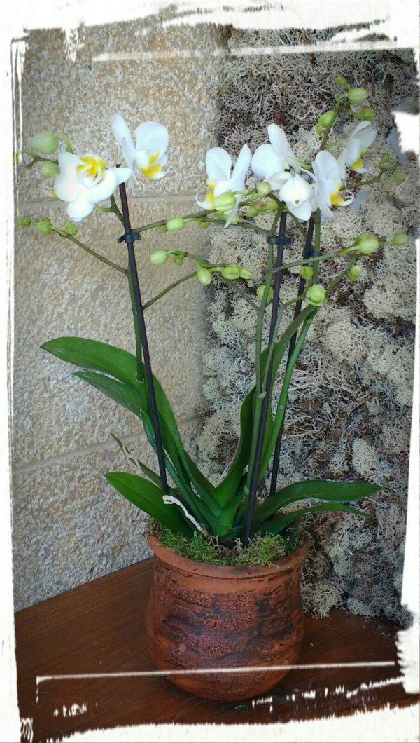 orchidea mini