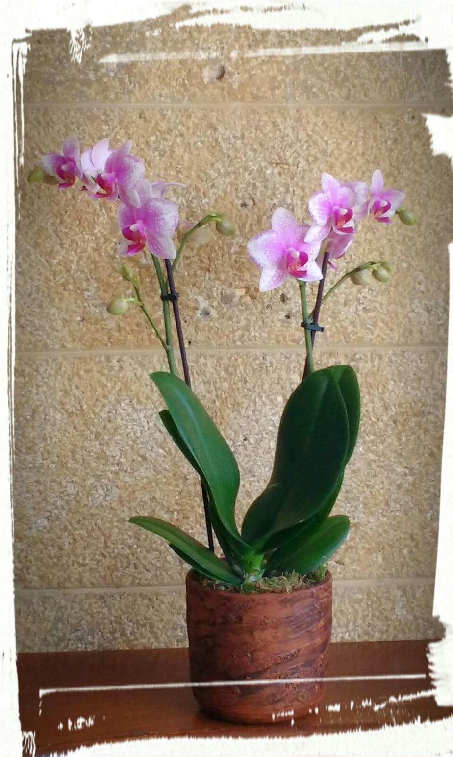 orchidea mini3