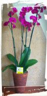 orchidea1