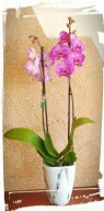 orchidea2
