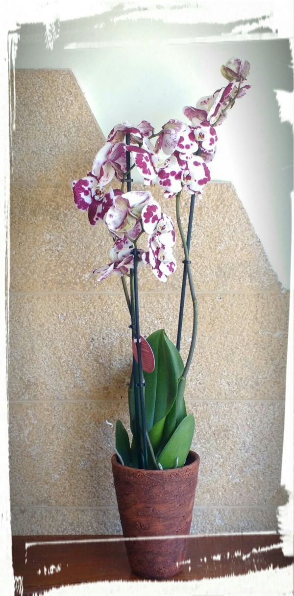 phalaenopsis 1