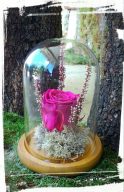 tholos fuksia