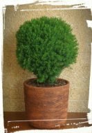 toygia