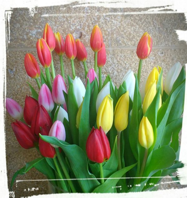 tulips