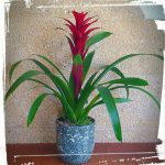 Γκουσμάνια (Guzmania) σε κεραμικό κασπώ 4 vriezia