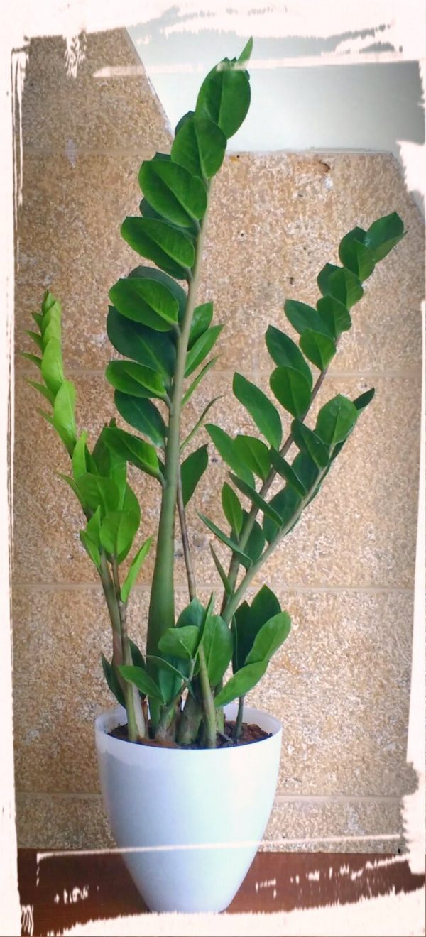 Ζαμιοκούλκας (Zamioculcas zamiifolia)
