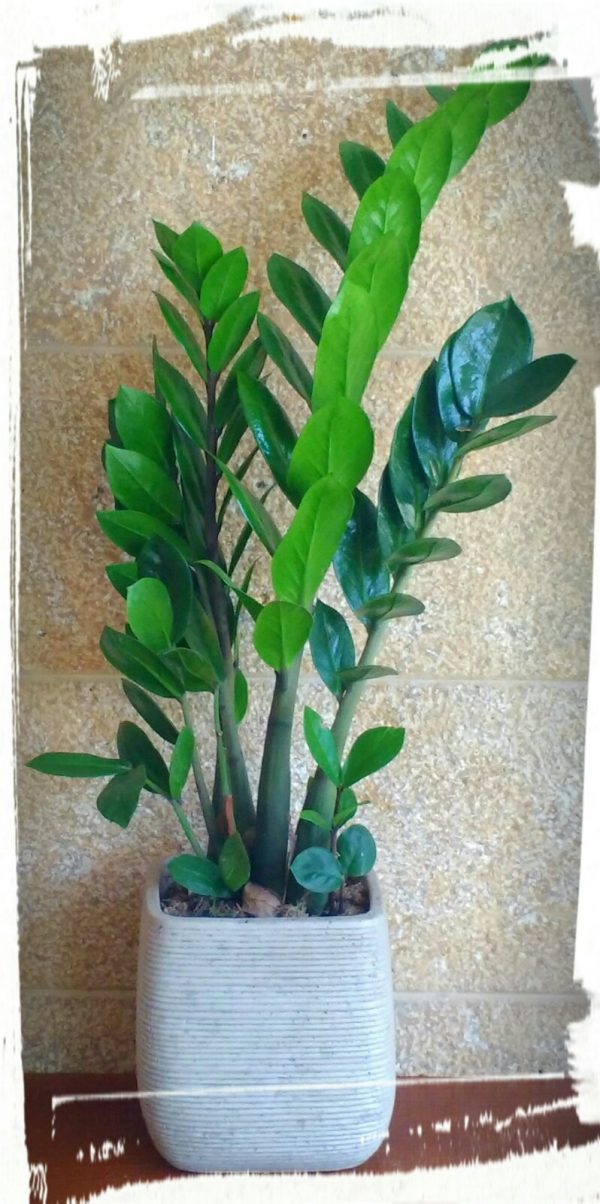 zamia1