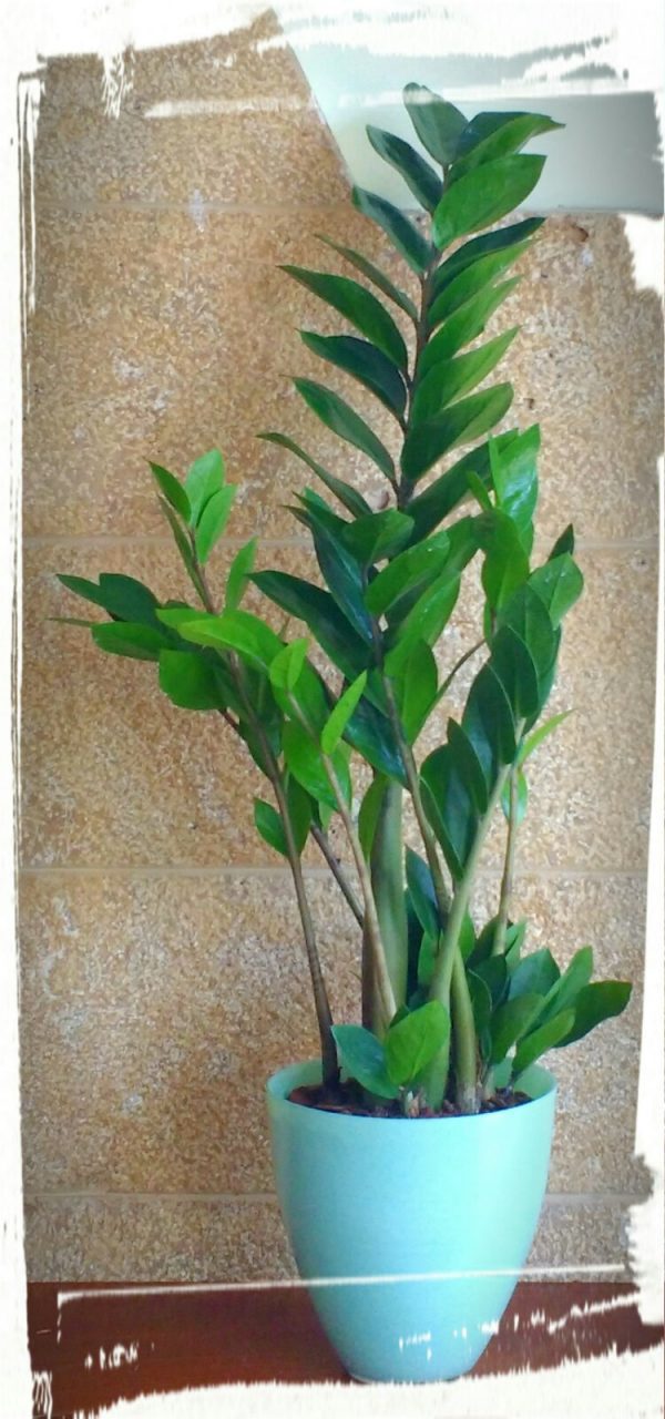 Ζαμιοκούλκας (Zamioculcas zamiifolia) - Image 2