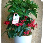 Αρδίσια σε κεραμικό κασπώ (Ardisia Crenata) 5 IMG 20201220 162528