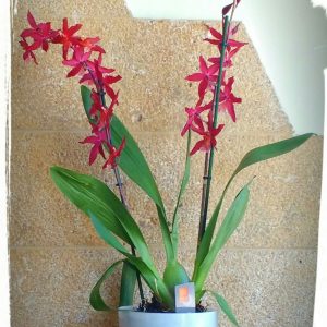 Ορχιδέα Κάμπρια (cambria) σε κεραμικό κασπώ