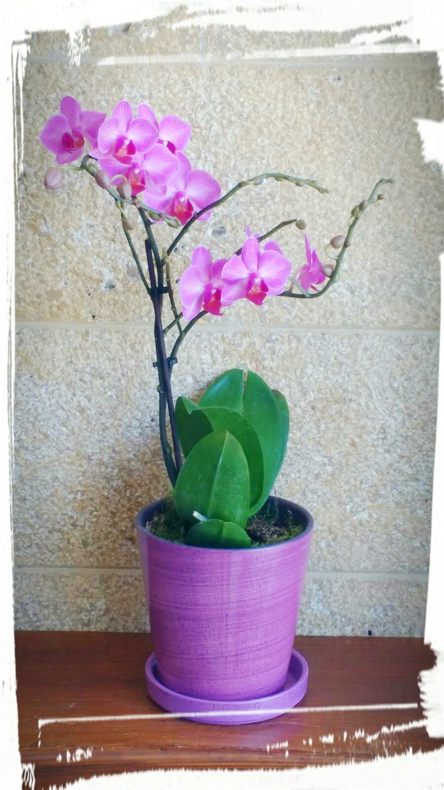 orchidea mini2