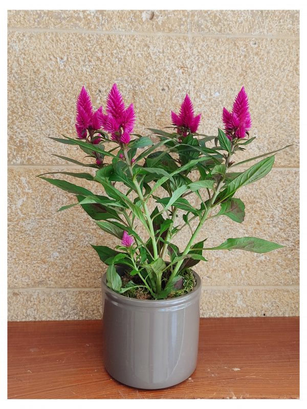 Σελόζια (Celosia)