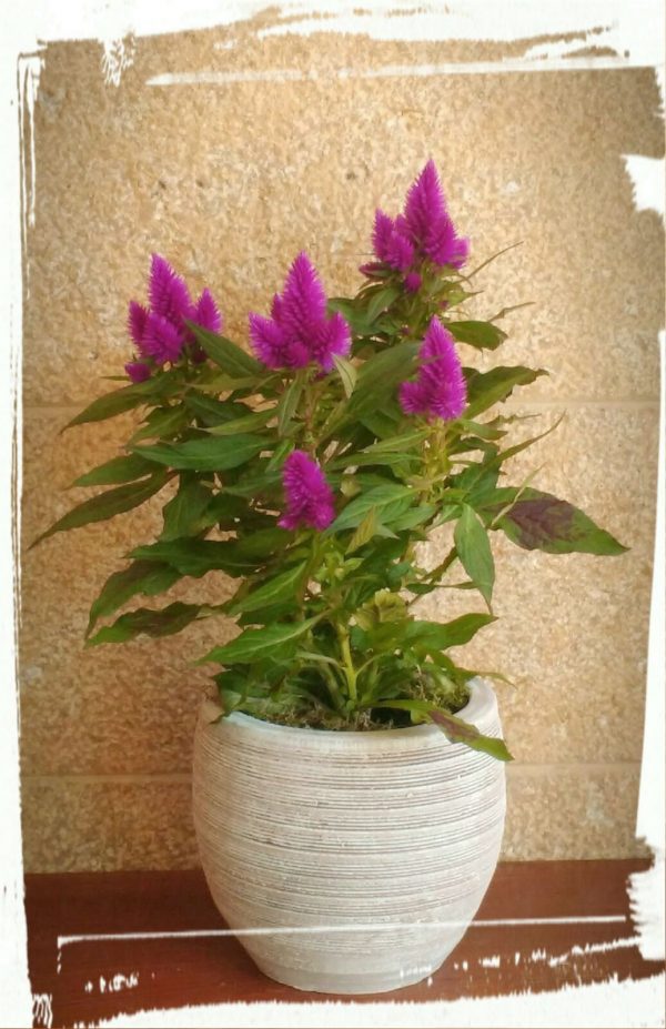 Σελόζια (Celosia) - Image 3