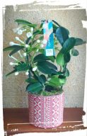 stephanotis