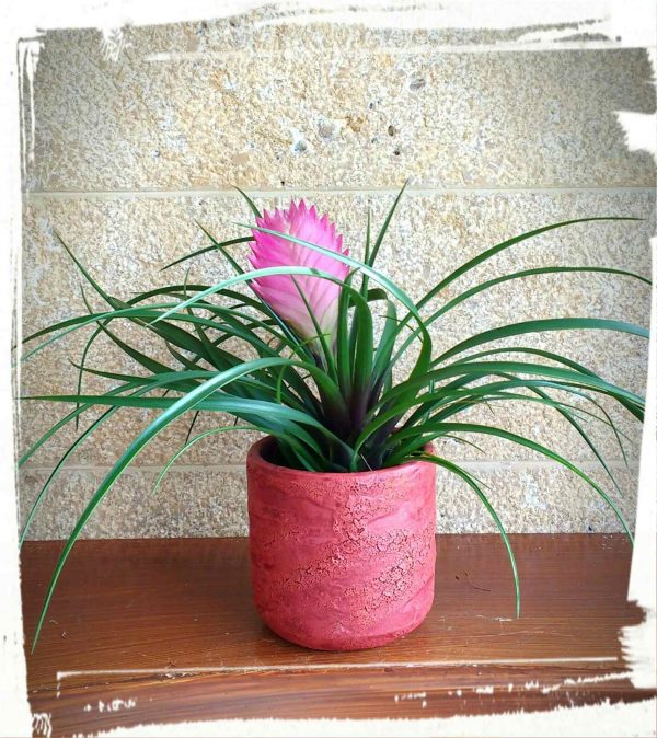 Τιλάντσια (Tillandsia cyanea) - Image 2