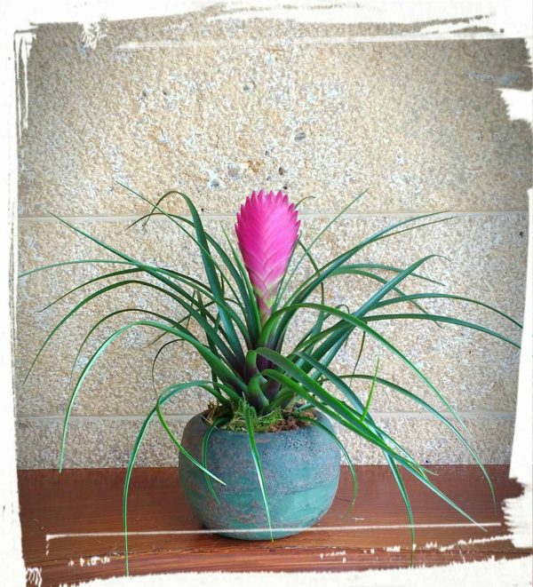 Τιλάντσια (Tillandsia cyanea) - Image 4