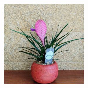 Τιλάντσια (Tillandsia cyanea)
