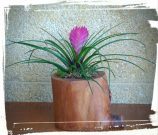 tillantsia kormos