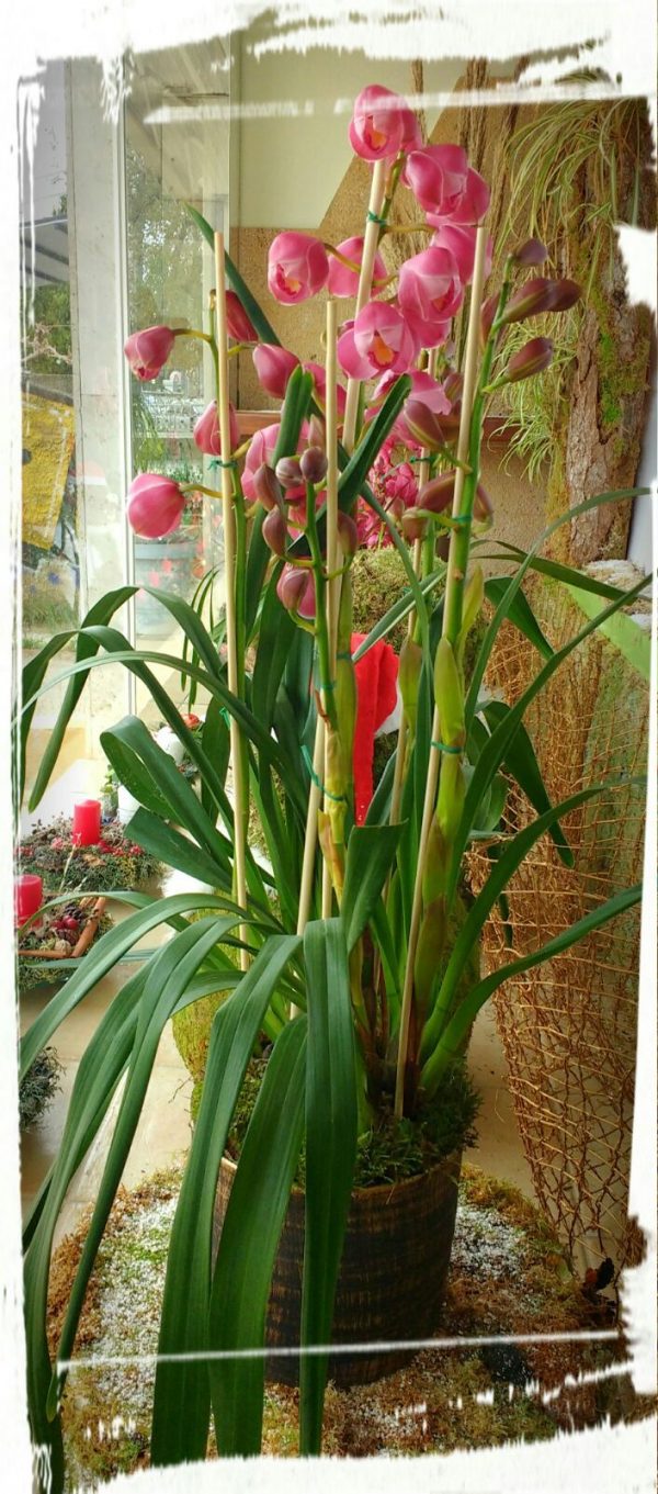 Cymbidium