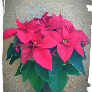 Ποϊνσέτια σε κεραμικό κασπώ