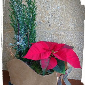 Φυτοσύνθεση "έλκηθρο μικρό"