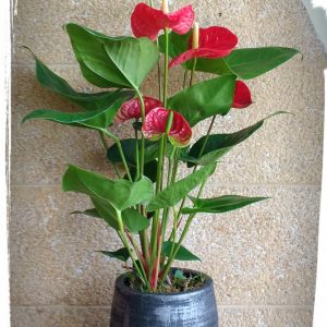 Ανθούριο (Anthurium) μεσαίο μέγεθος