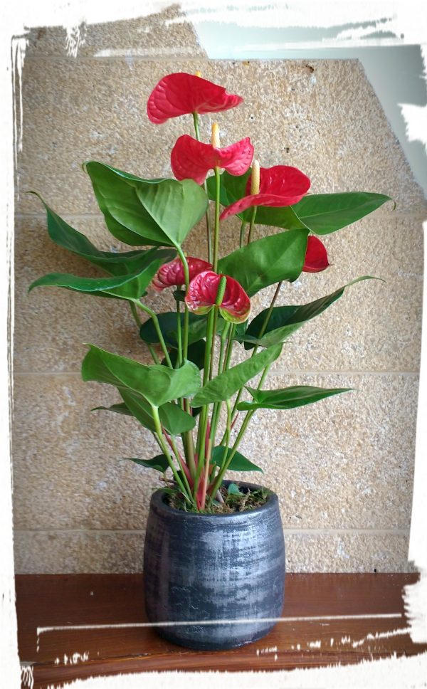 Ανθούριο (Anthurium) μεσαίο μέγεθος