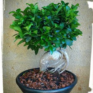 Μπονσάι (ficus microcarpa)