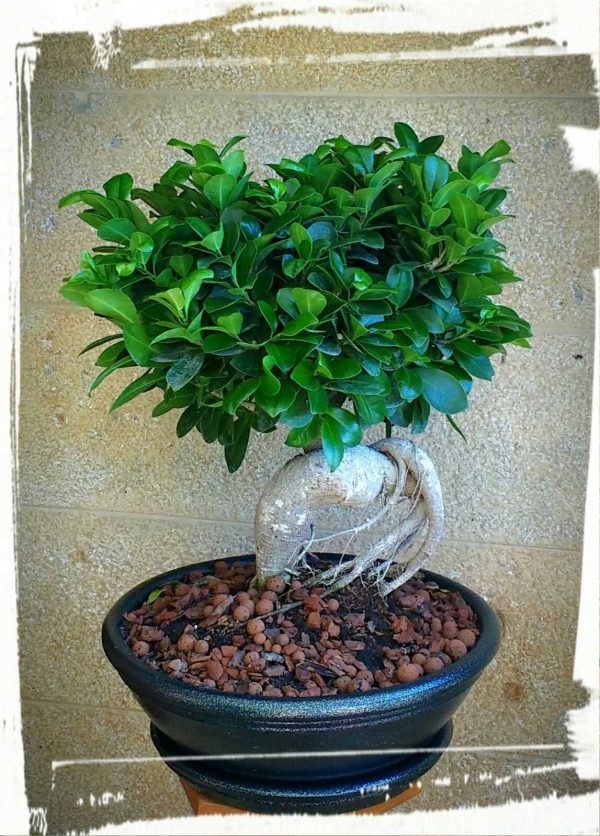 Μπονσάι (ficus microcarpa)