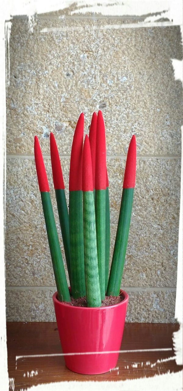 sansevieria red1