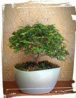 zanthoxylum