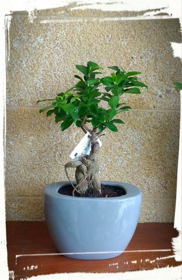 ficus