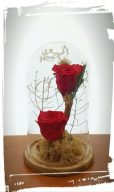 long life double red2