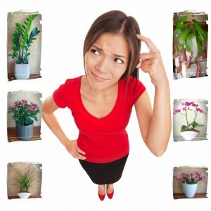 Φυτό "flowerart"