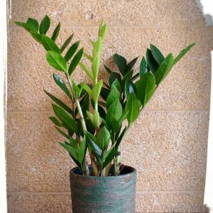 Ζαμιοκούλκας σε κεραμικό κασπώ (Zamioculcas zamiifolia)