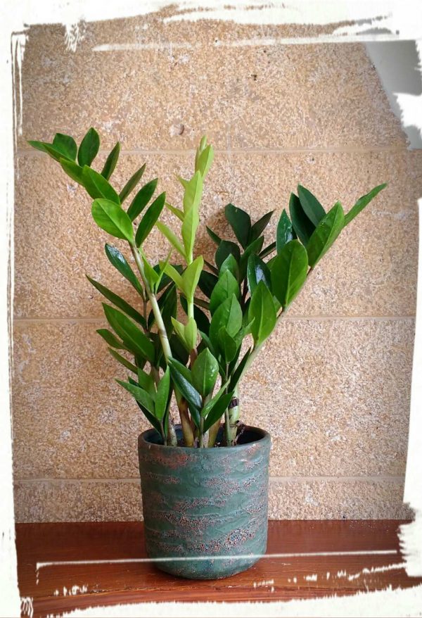 Ζαμιοκούλκας σε κεραμικό κασπώ (Zamioculcas zamiifolia)