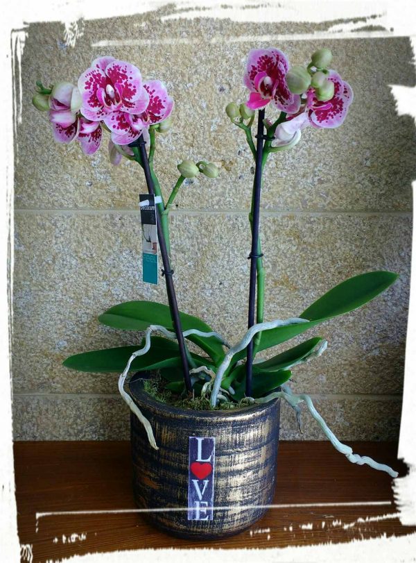 orchidea