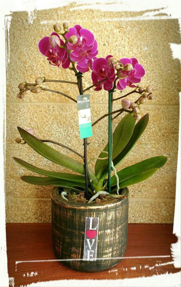 orchidea mini
