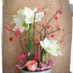 synthesi amarillis kladia