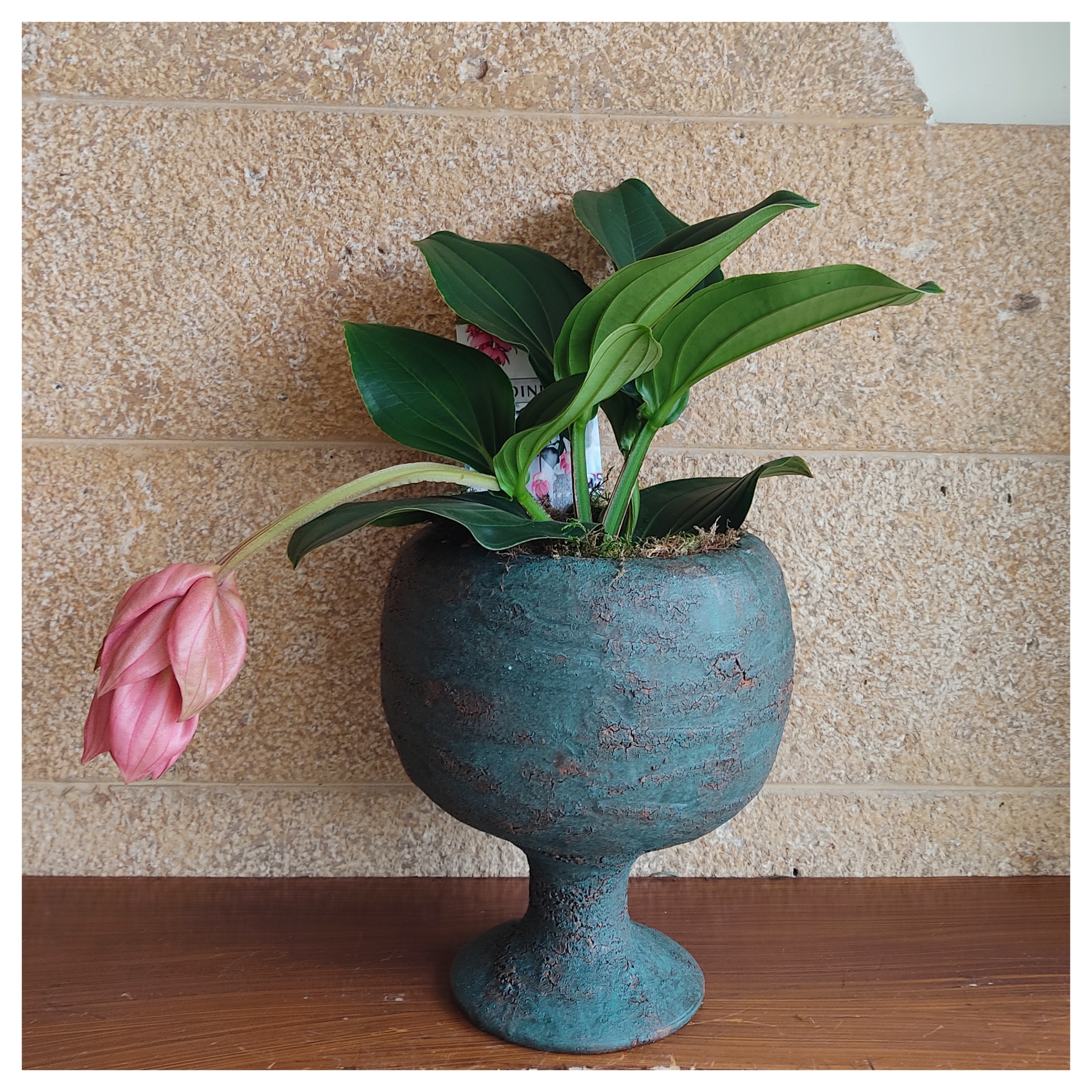 Μεντινίλλα (Medinilla) 5 Μεντινίλλα (Medinilla) - Image 4