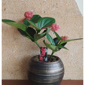 Μεντινίλλα (Medinilla)