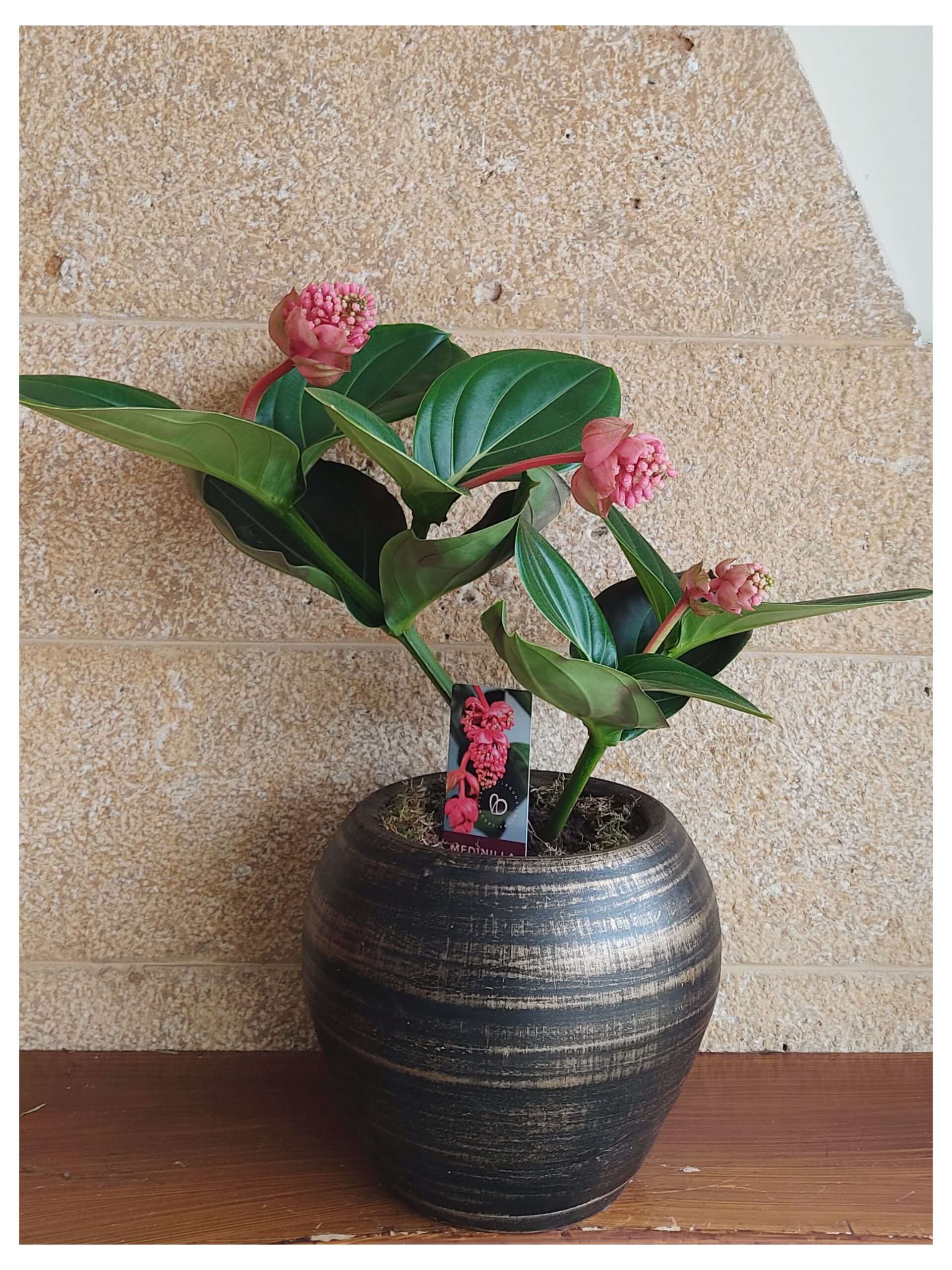 Μεντινίλλα (Medinilla) 1 1640775127112 scaled