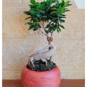 Μπονσάι σε κασπώ (Ficus Microcarpa)